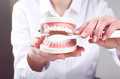 A person holding a dental model with teeth, demonstrating the use of a dental tool.